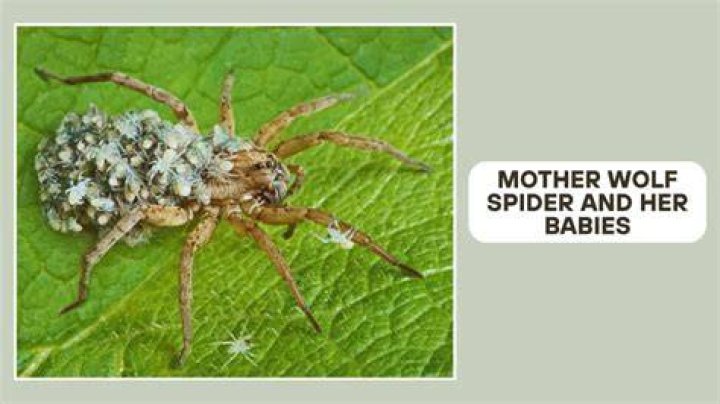 Do wolf spider babies eat mother