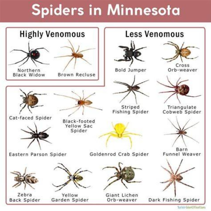 Do wolf spiders live in Minnesota