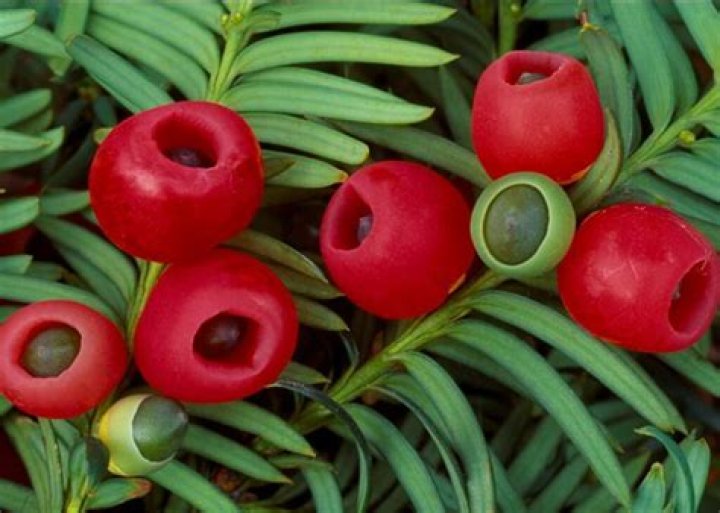 Do yew trees have berries