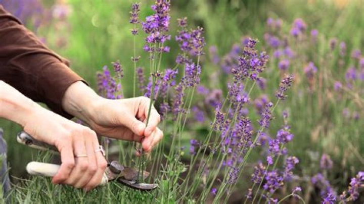Do you cut back scabious