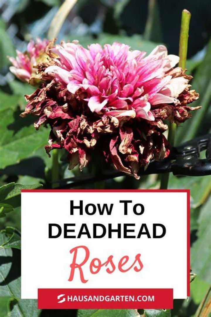 Do you have to deadhead SunPatiens