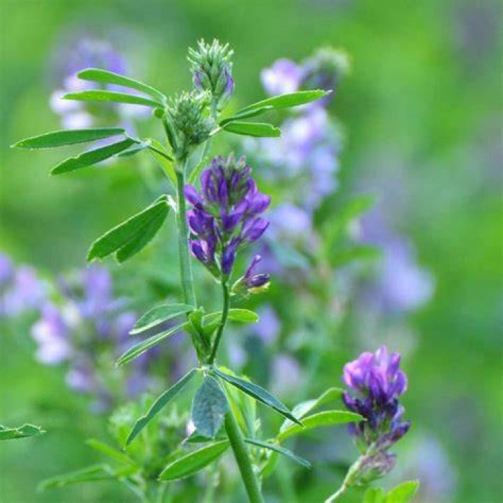 Does alfalfa need nitrogen
