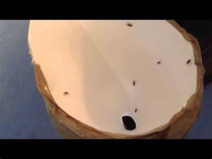 Does balsamic vinegar attract flies