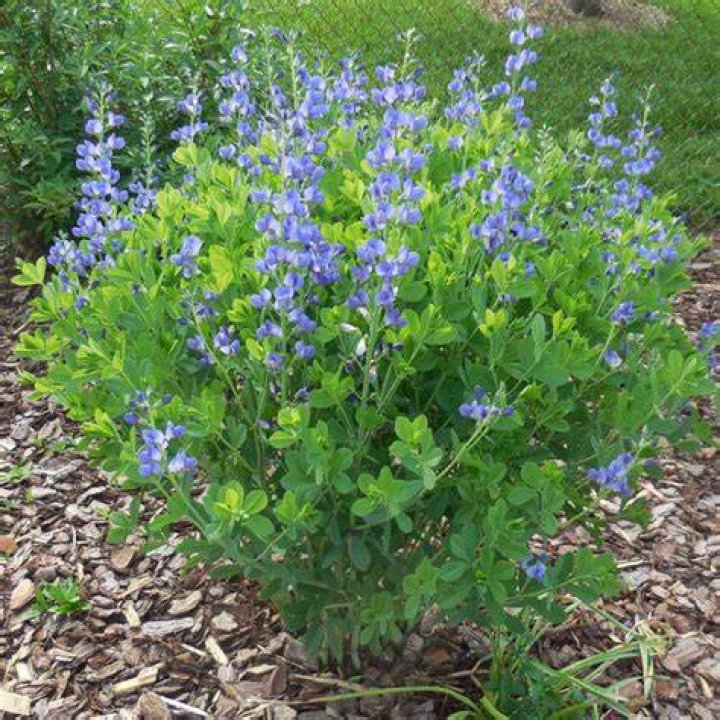 Does Baptisia need full sun
