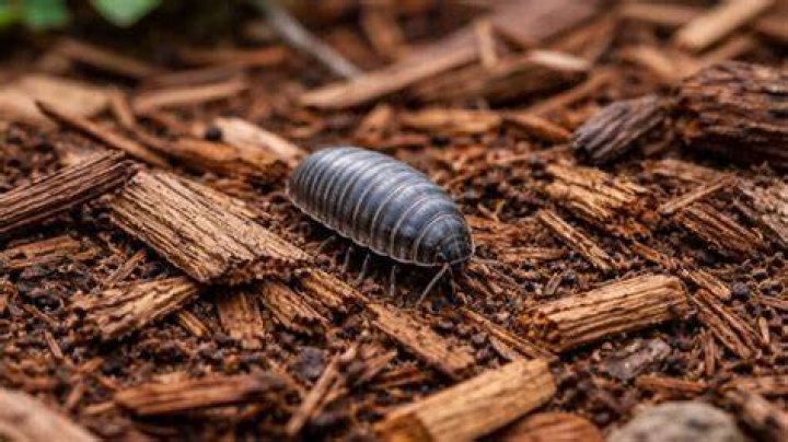 Does bark mulch attract bugs