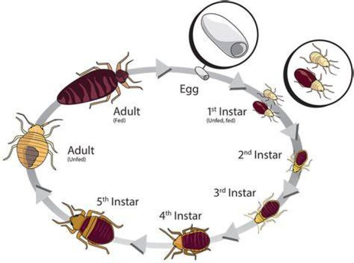 Does bed bug registry still work