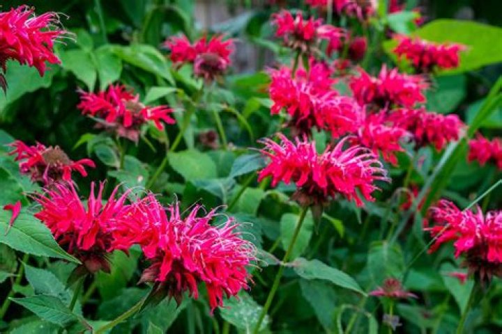 Does bee balm grow in Texas