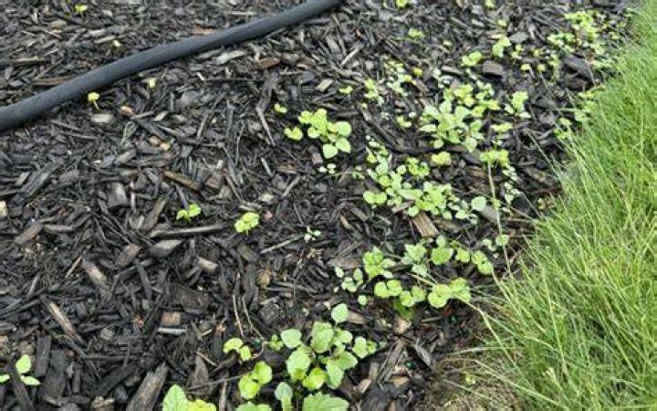Does black mulch kill plants