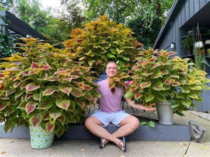 Does coleus grow in full sun