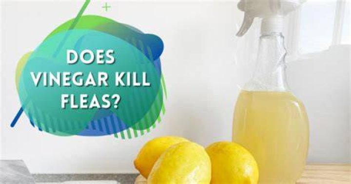 Does dawn and vinegar kill fleas