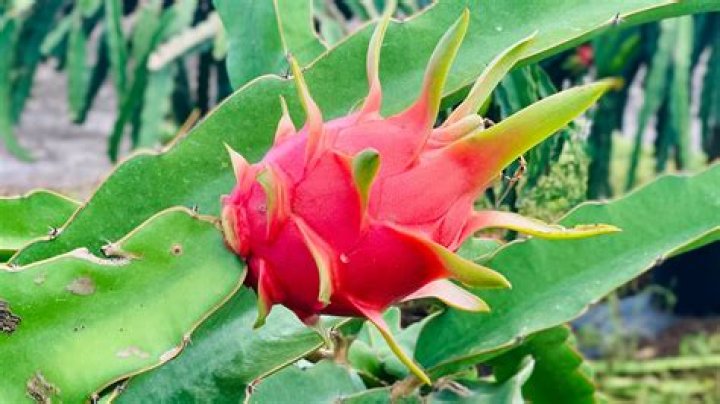 Does dragon fruit grow in the rainforest