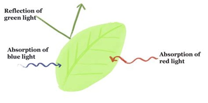 Does food coloring affect photosynthesis