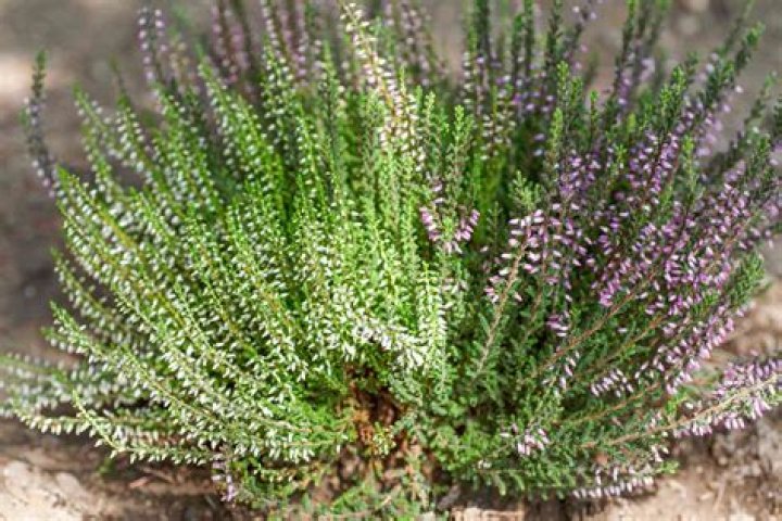 Does Heather plant die