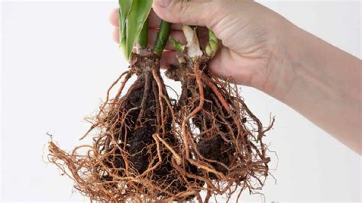 Does lucky bamboo have roots