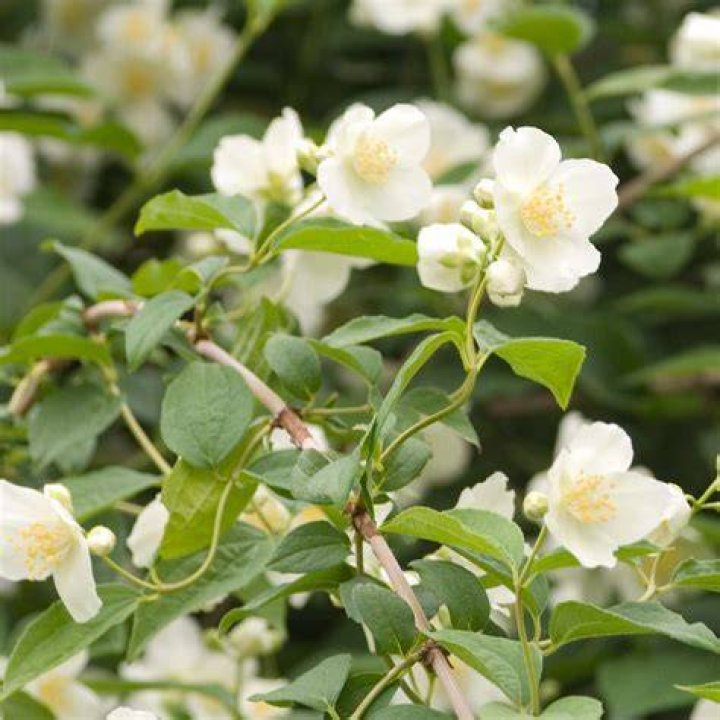 Does mock orange have thorns