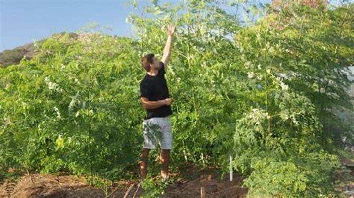 Does Moringa grow in Africa