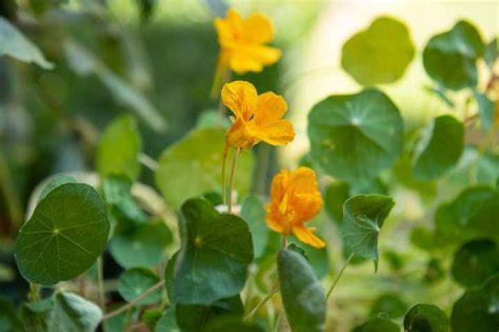 Does nasturtium keep bugs away