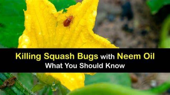 Does neem oil kill squash bugs