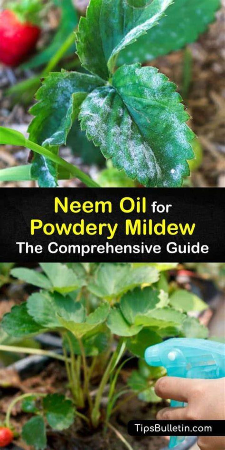 Does neem oil stop powdery mildew
