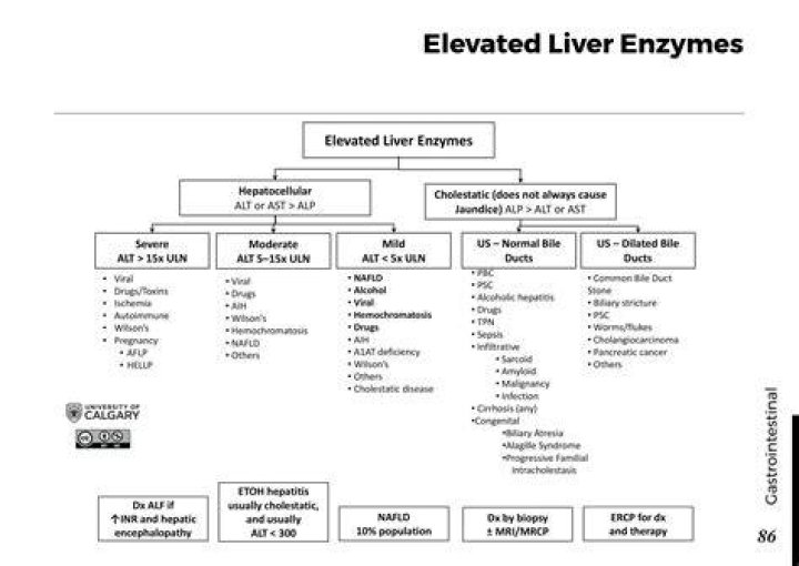 Does niacin cause elevated liver enzymes