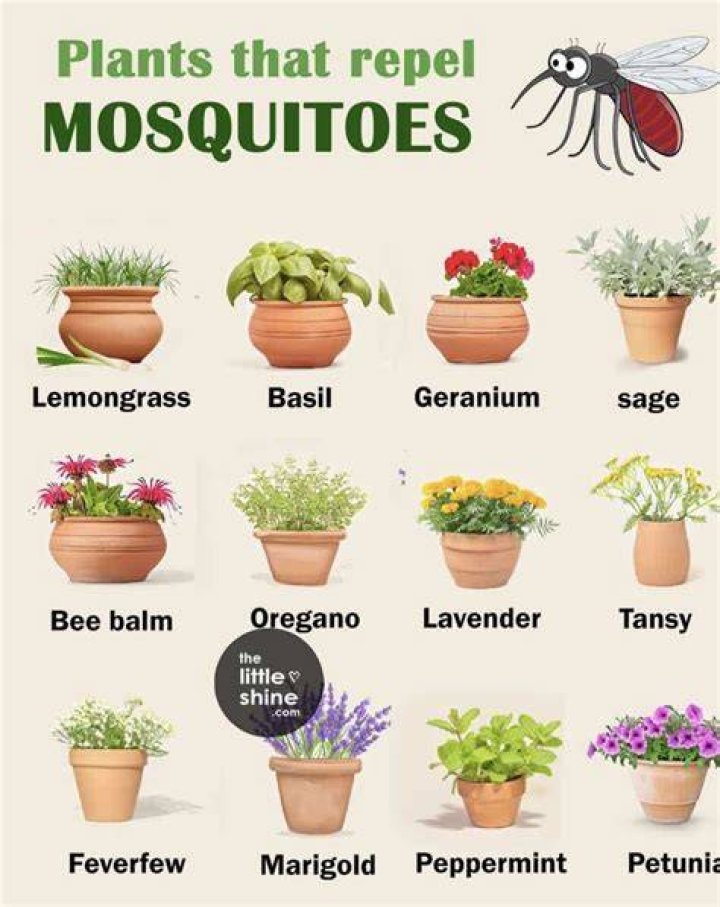 Does peppermint plants keep mosquitoes away