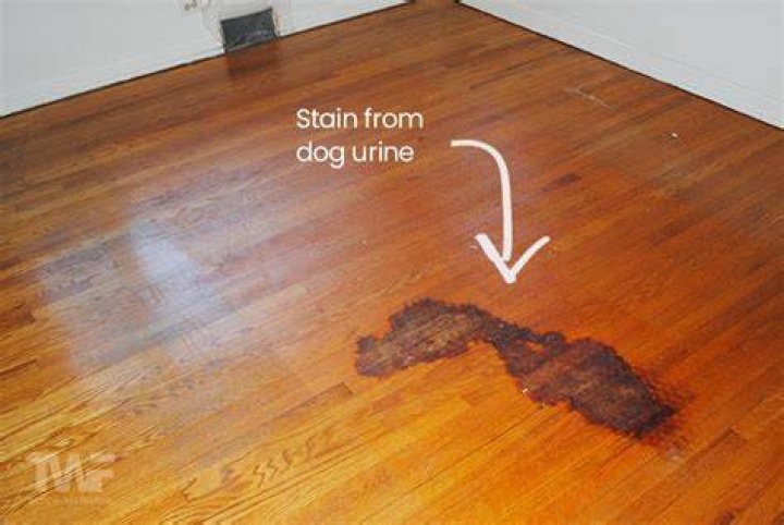 Does pet urine ruin laminate floors