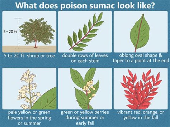 Does Poison Sumac have serrated leaves