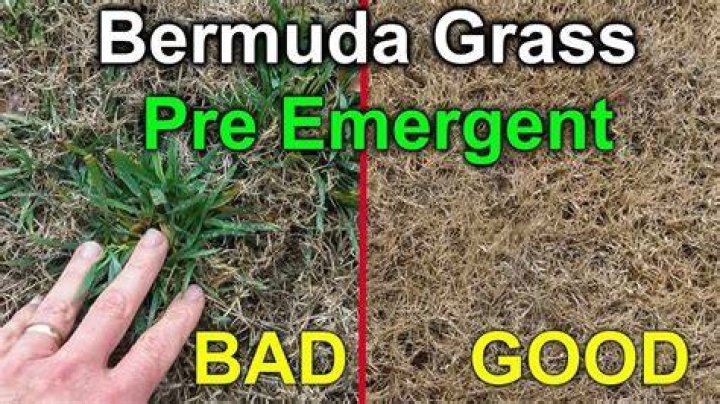 Does pre emergent kill Bermuda grass