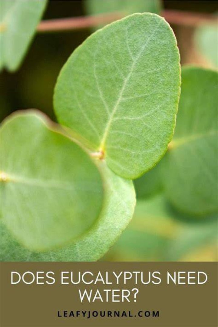 Does preserved eucalyptus need water