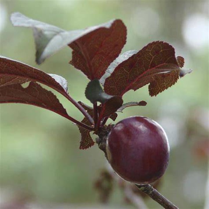 Does Purple Leaf Plum bear fruit