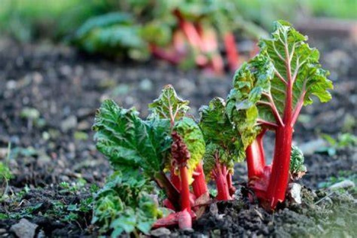 Does rhubarb like manure