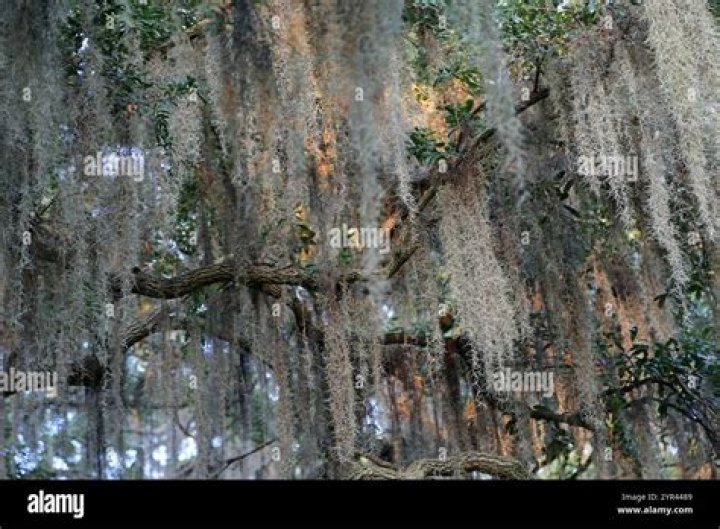 Does Spanish moss grow in Georgia