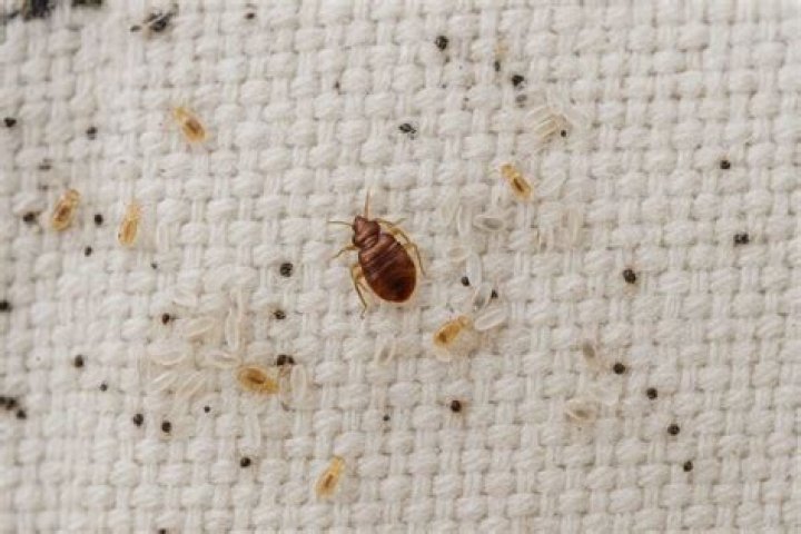 Does steaming kill bed bug eggs