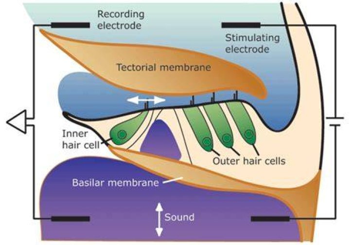 Does the Tectorial membrane vibrate