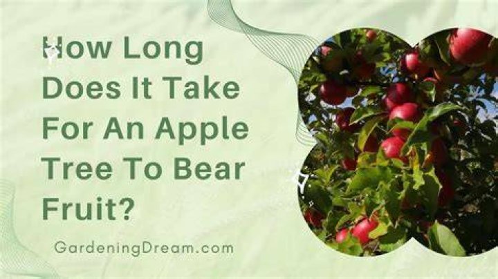 Does the tree bear flowers or fruits which ones