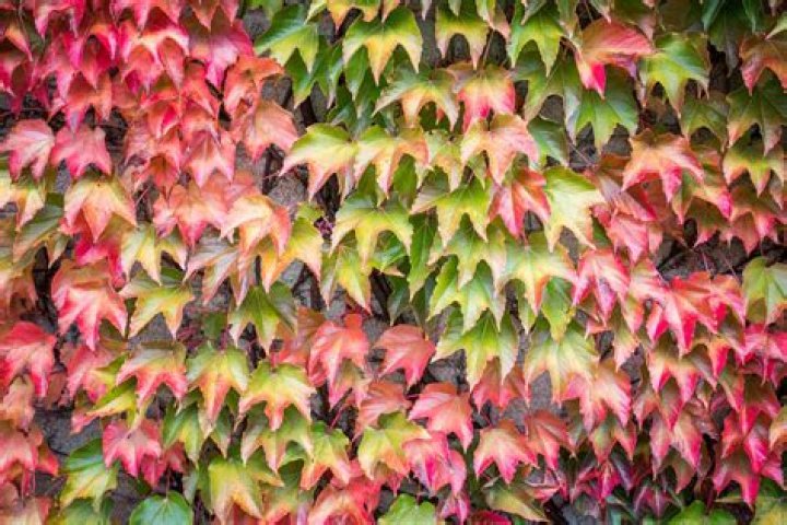 Does Virginia creeper damage stucco