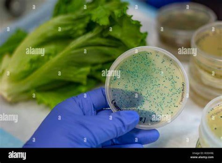 Does Washing Lettuce Get Rid of E coli