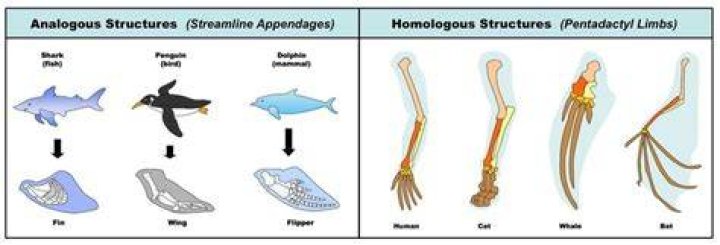 How are homologous and analogous structures similar