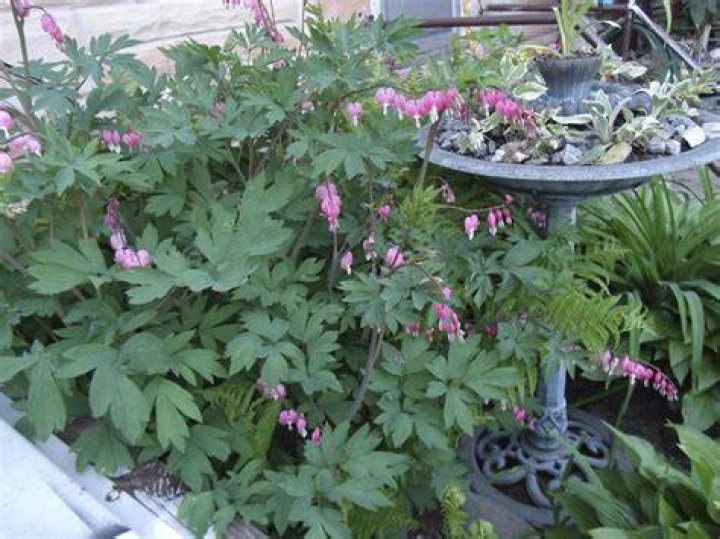 How big do bleeding hearts get