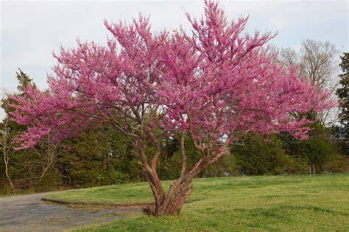 How big do eastern redbud trees get