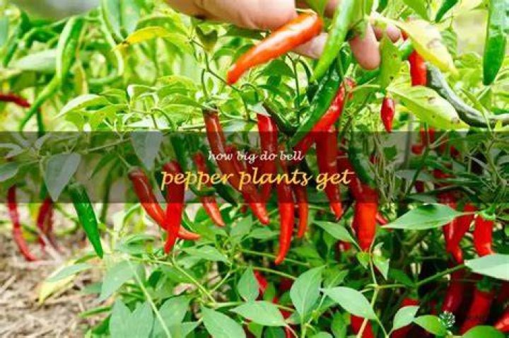 How big do Peter pepper plants get