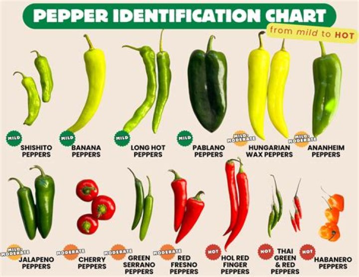 How big do Thai hot peppers get