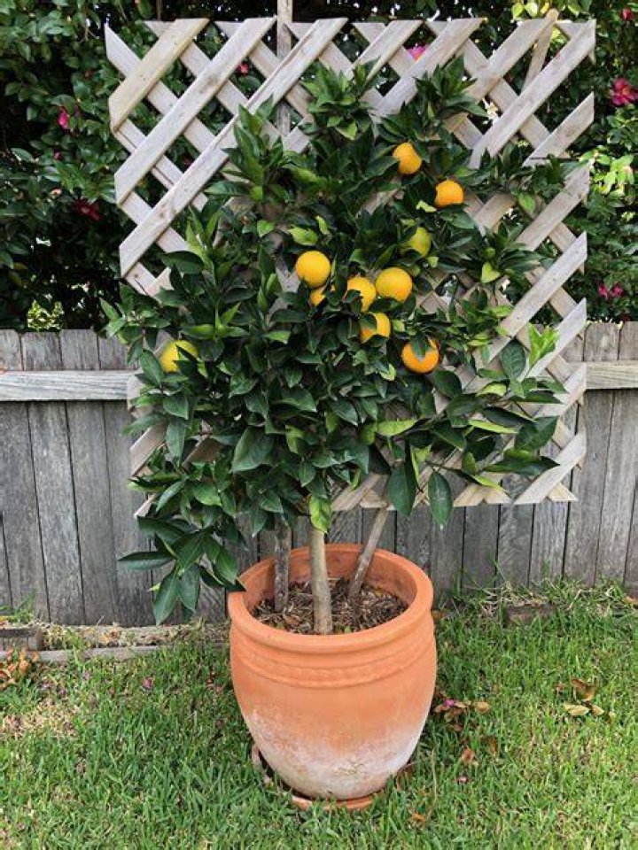 How big does a dwarf orange tree get