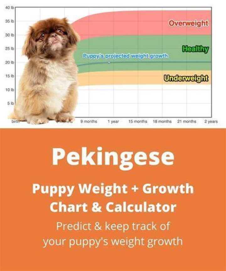 How big does a Pekingese grow