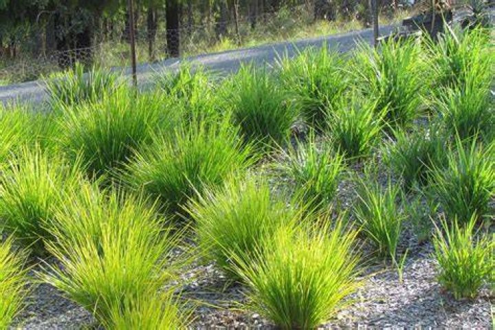 How big does Lomandra grow