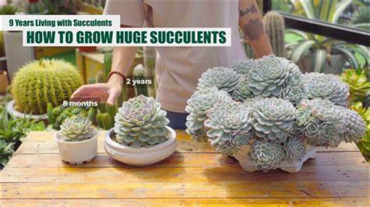 How big of a pot does a succulent need