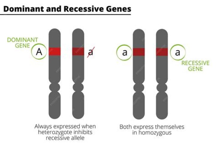 How can a recessive gene be expressed