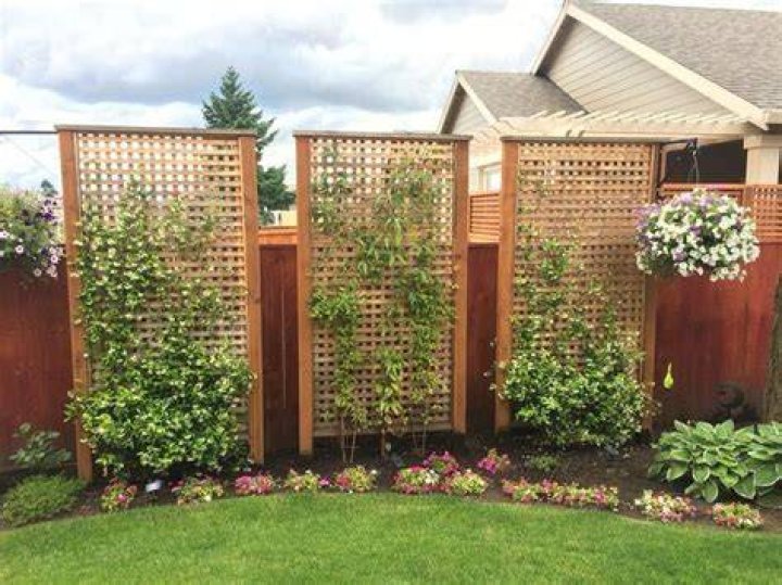 How can I get privacy in my backyard