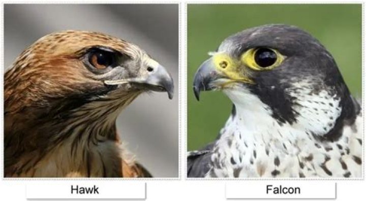 How can you tell the difference between a hawk and a falcon