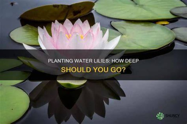 How deep do you plant water lilies
